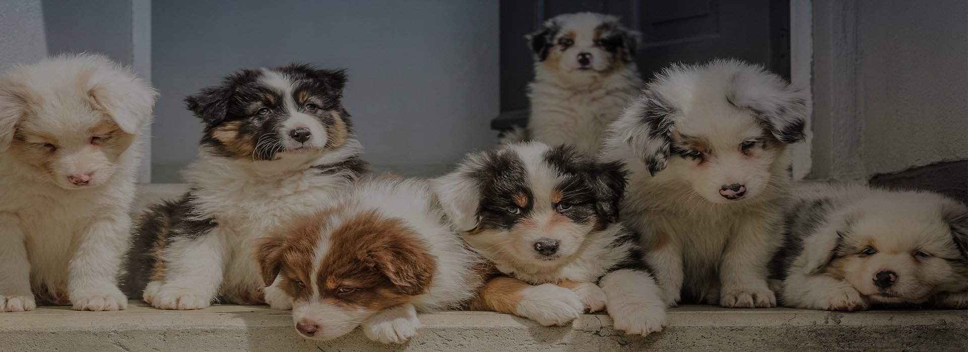 Vasca da bagno per animali domestici