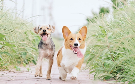 Perché sempre più proprietari di animali domestici stanno vendendo nel tapis roulant per animali domestici