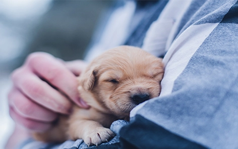 Come le vasche per il lavaggio degli animali domestici aiutano i proprietari di animali domestici a gestire le allergie degli animali domestici e a migliorare la salute degli animali domestici