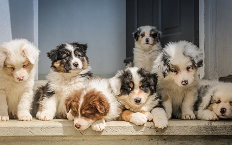 Perché sempre più proprietari di animali domestici stanno vendendo nel tapis roulant per animali domestici